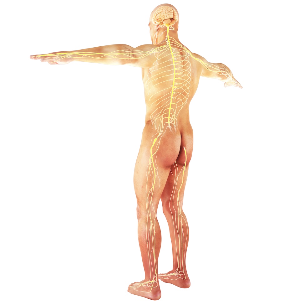 Sciatica - Elevate Physiotherapy